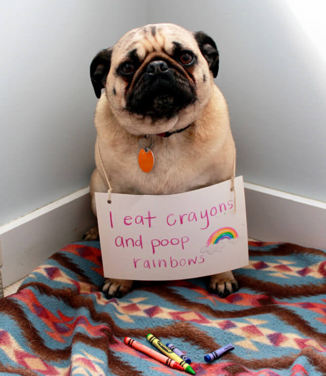 15 Pug Shaming Pictures Of Pugs Who Did The Crime And Now Doing The Time