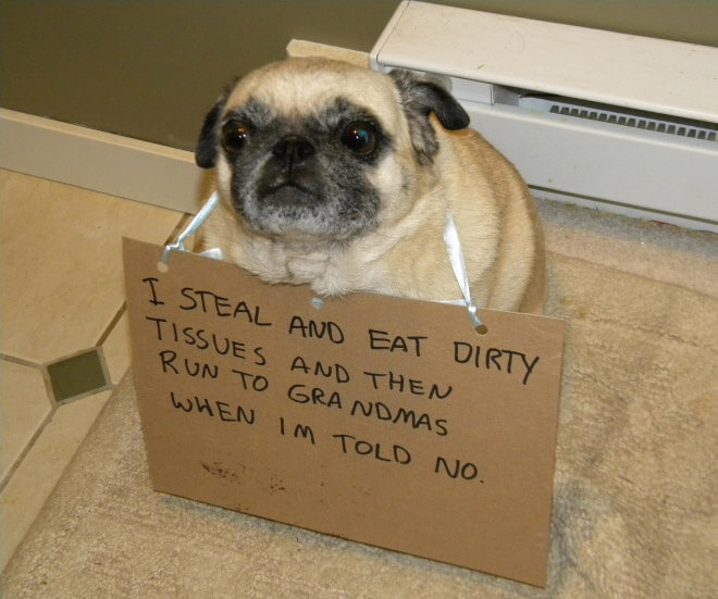 pug guilty 4 (1)