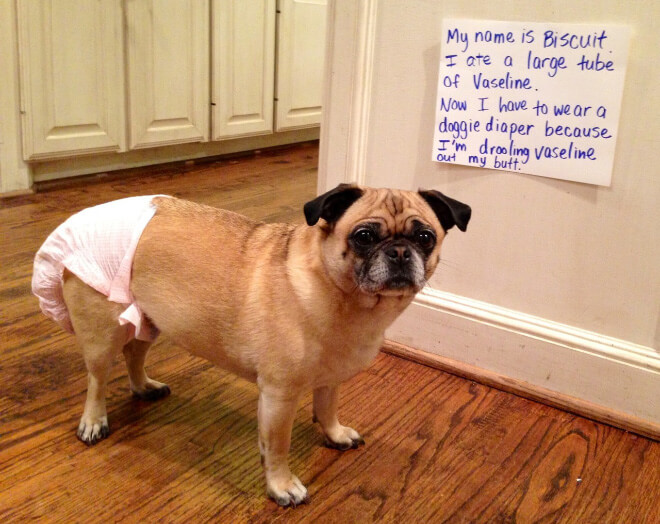 pug shaming 5 (1)