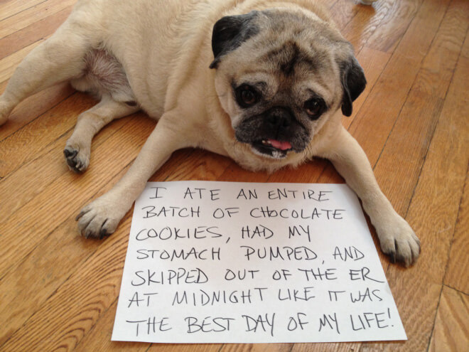 pug shaming 6 (1)