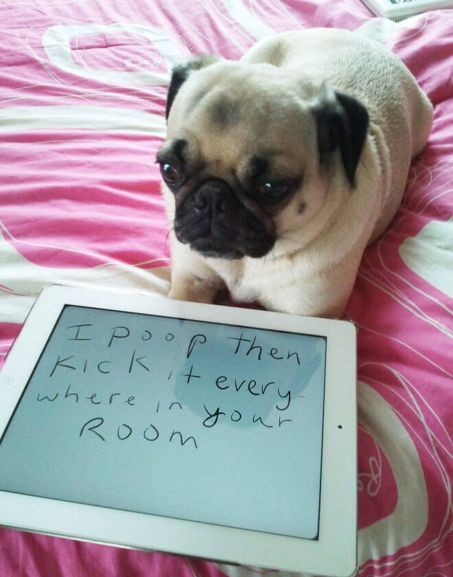 pug shaming 7 (1)