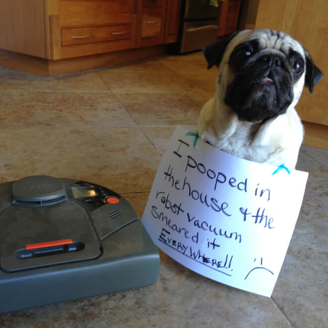 pug shaming 8 (1)