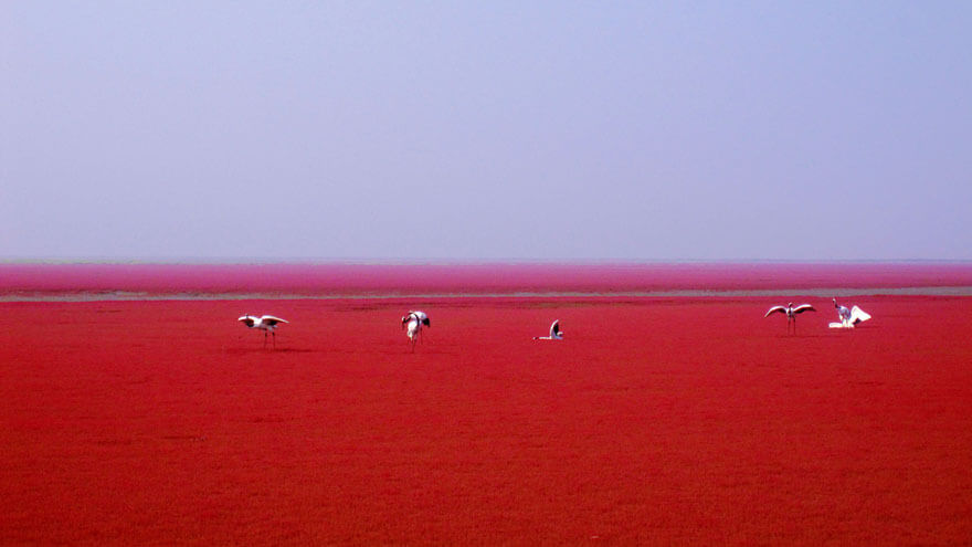 red beach china 7 (1)