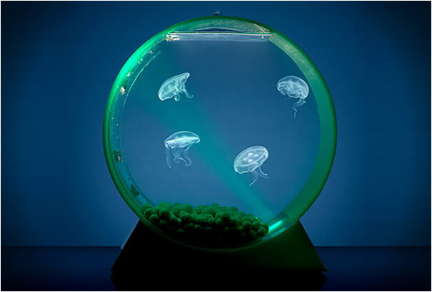 creative aquariums 29 (1)