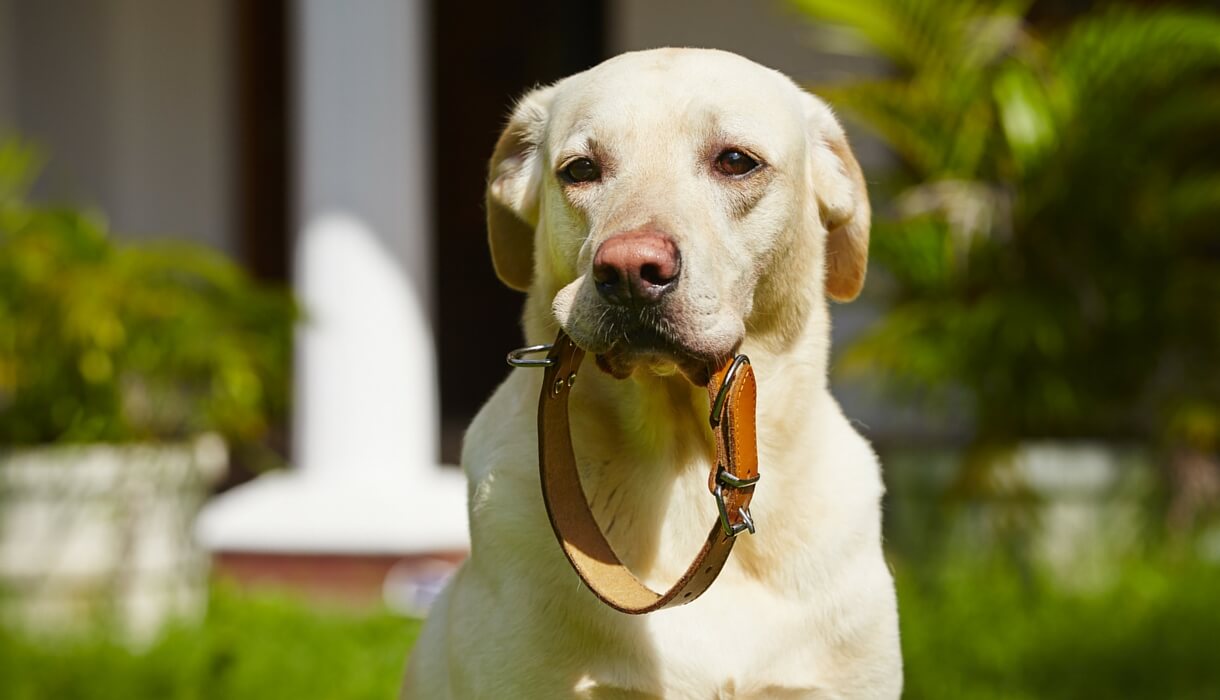 Which Collar Is Best for Your Dog’s Fur Type?