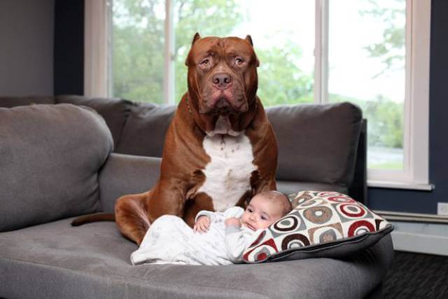 Hulk biggest pitbull babysitting (1)