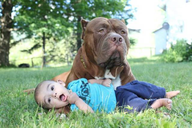 Hulk The biggest Pitbull In The World Is Babysitting