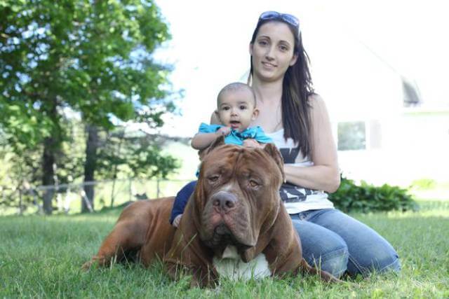 Hulk biggest pitbull babysitting 11 (1)