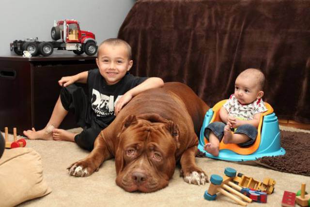 Hulk biggest pitbull babysitting 2 (1)