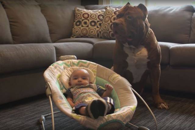 Hulk biggest pitbull babysitting 3 (1)