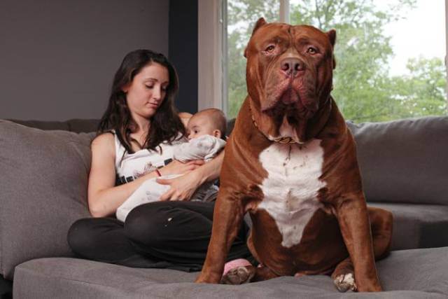 Hulk biggest pitbull babysitting 4 (1)