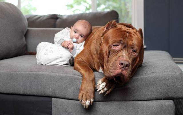 Hulk biggest pitbull babysitting 6 (1)