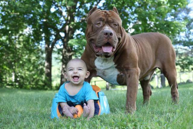 Hulk The biggest Pitbull In The World Is Babysitting Jackson And