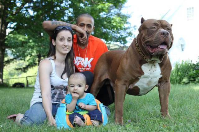 Hulk biggest pitbull babysitting 8 (1)