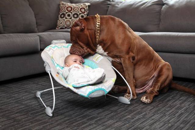 Hulk biggest pitbull babysitting 9 (1)