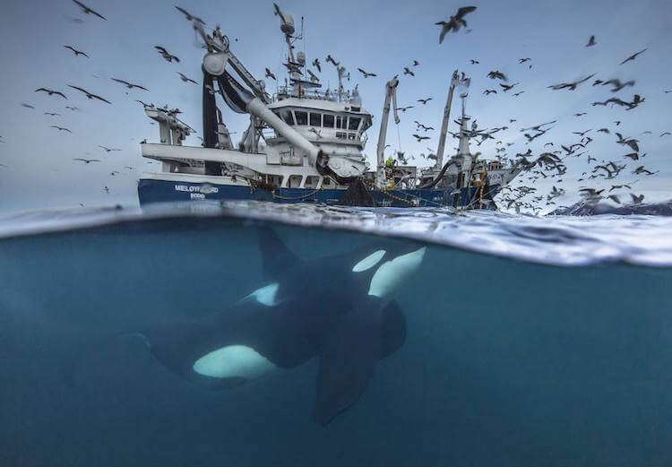 Siena International Photo Awards 6 (1)