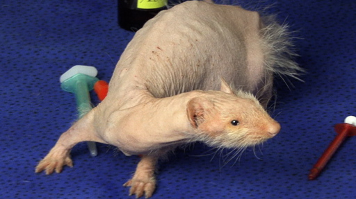 23 Hairless Animals You Won't Recognize. #9 Is Just a Big Pile Of Weird