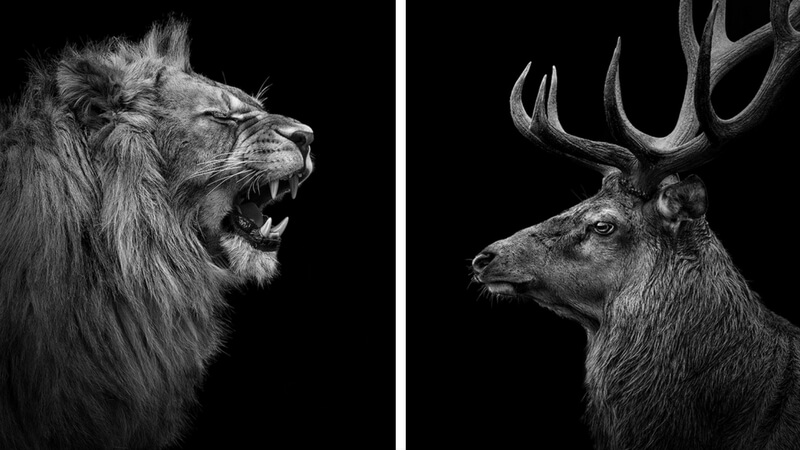 These Black And White Animals By Lukas Holas Are Just Mesmerizing
