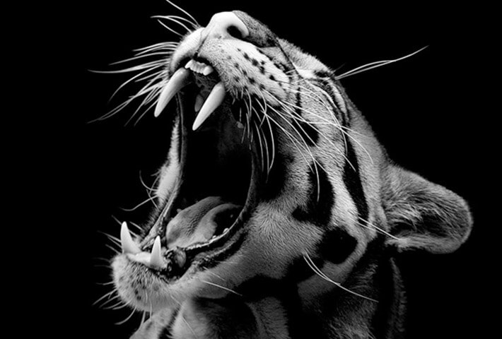 black and white animals (1)