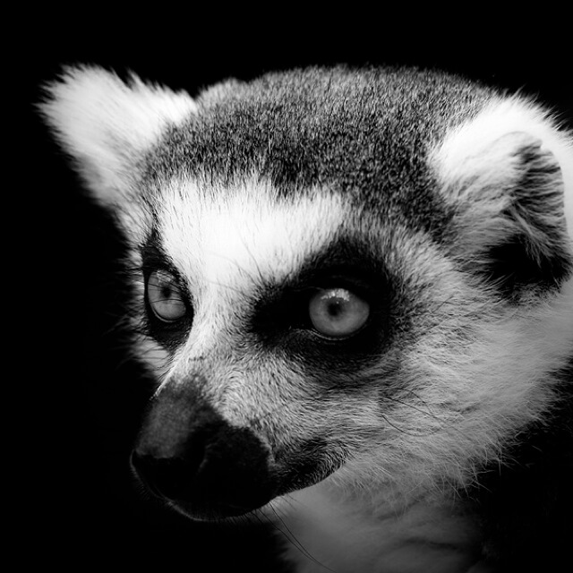 black and white animals 10 (1)