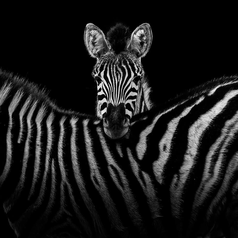 black and white animals