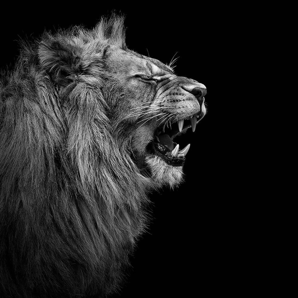 These Black And White Animals By Lukas Holas Are Just Mesmerizing