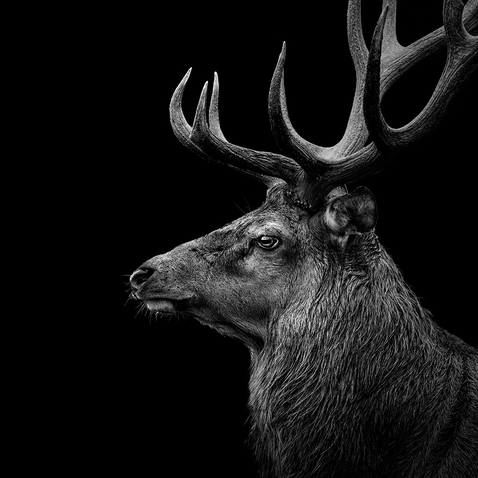 These Black And White Animals By Lukas Holas Are Just Mesmerizing