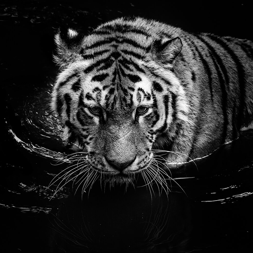 These Black And White Animals By Lukas Holas Are Just Mesmerizing