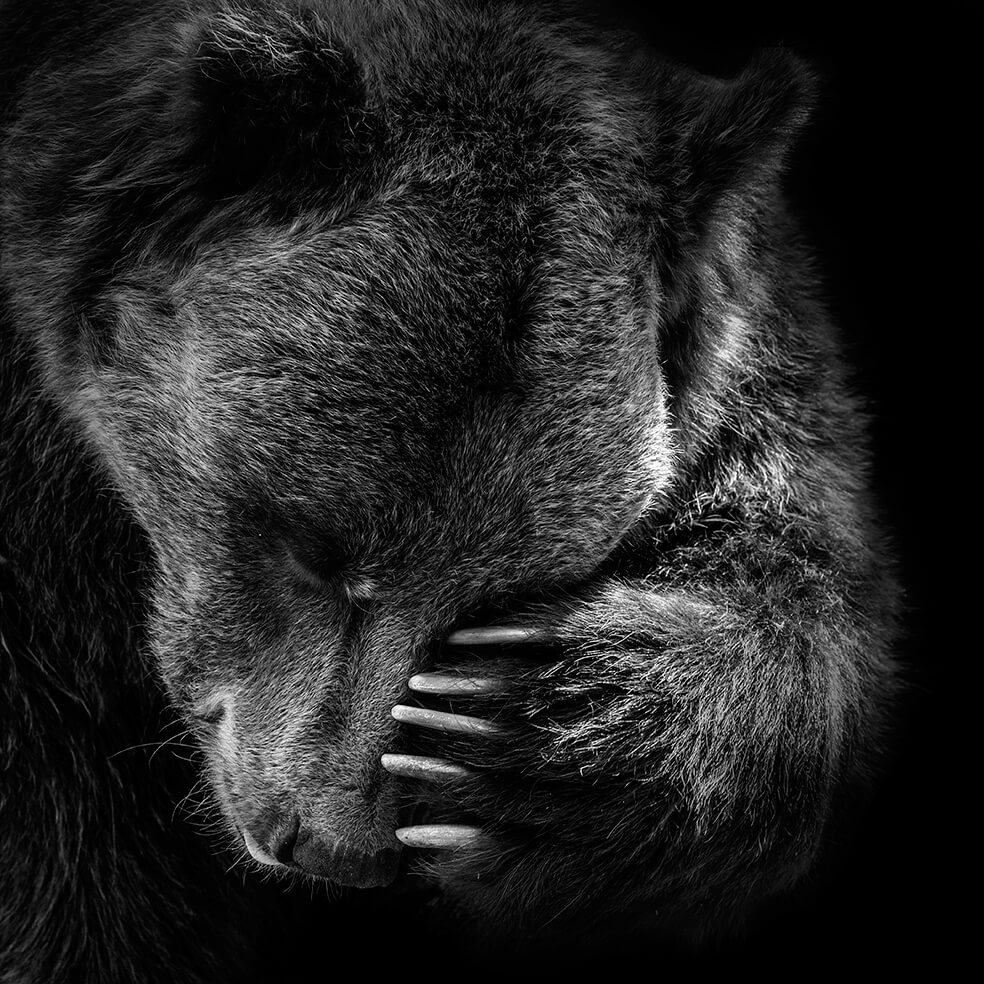 These Black And White Animals By Lukas Holas Are Just Mesmerizing