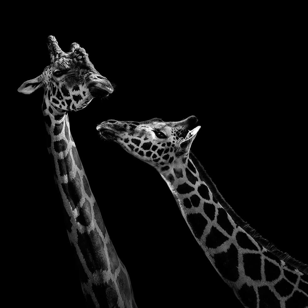 These Black And White Animals By Lukas Holas Are Just Mesmerizing