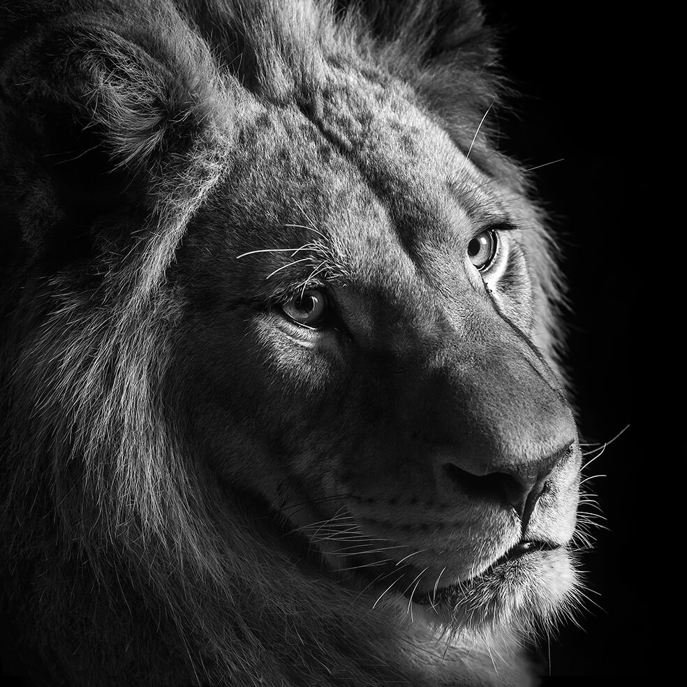 Images Of Black And White Animals