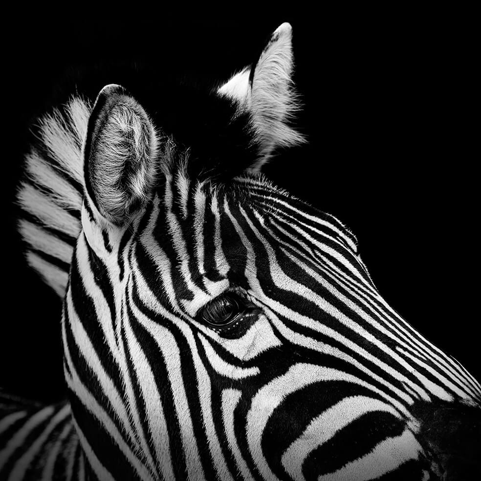 black and white animals 21 (1)