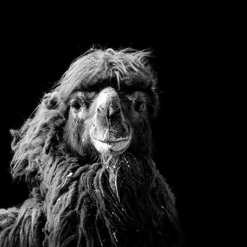 These Black And White Animals By Lukas Holas Are Just Mesmerizing