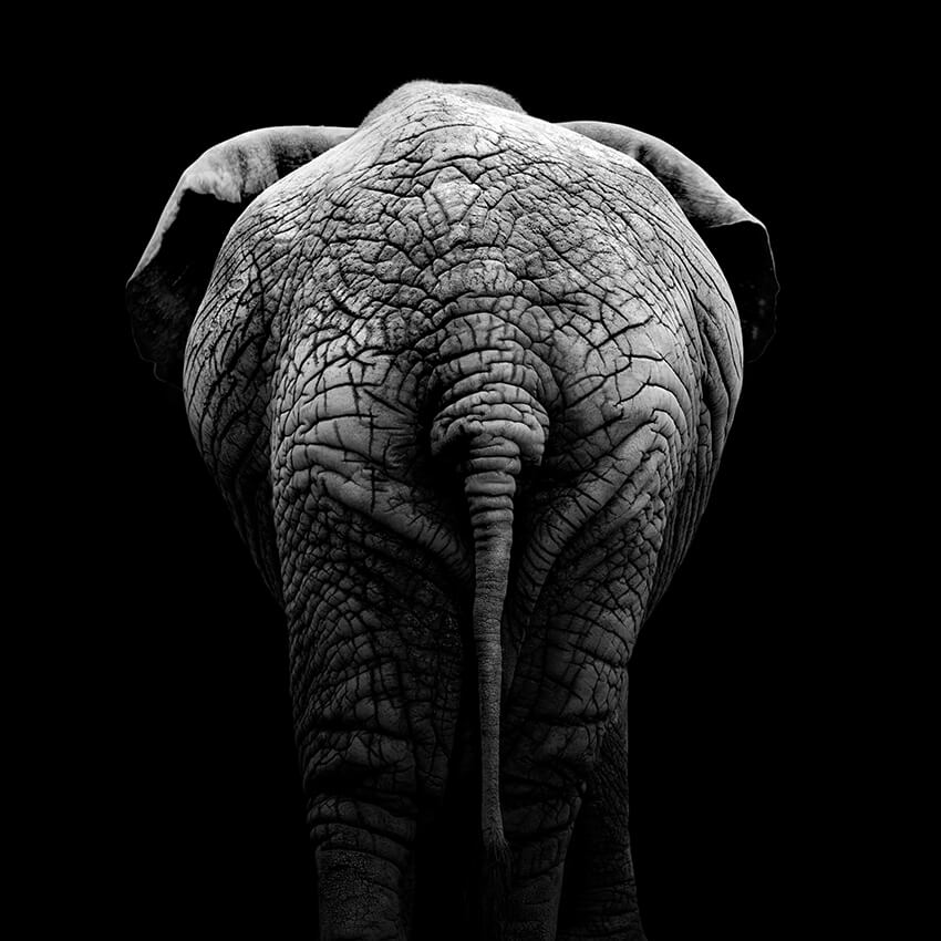 These Black And White Animals By Lukas Holas Are Just Mesmerizing