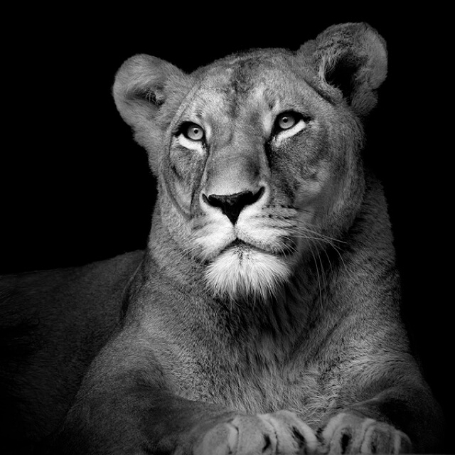 List 95+ Pictures black and white animals pictures Stunning