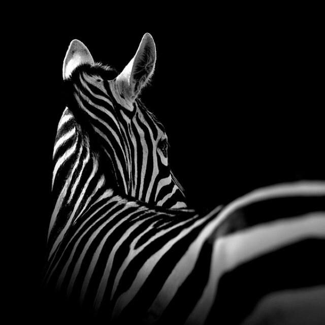 Black And White Animals By Lukas Holas 6 (1)