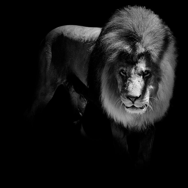 These Black And White Animals By Lukas Holas Are Just Mesmerizing