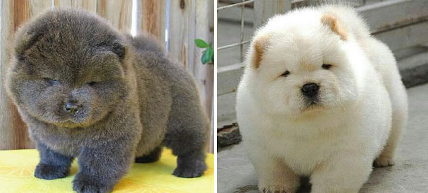 Puppy soft chubby Overweight dog: