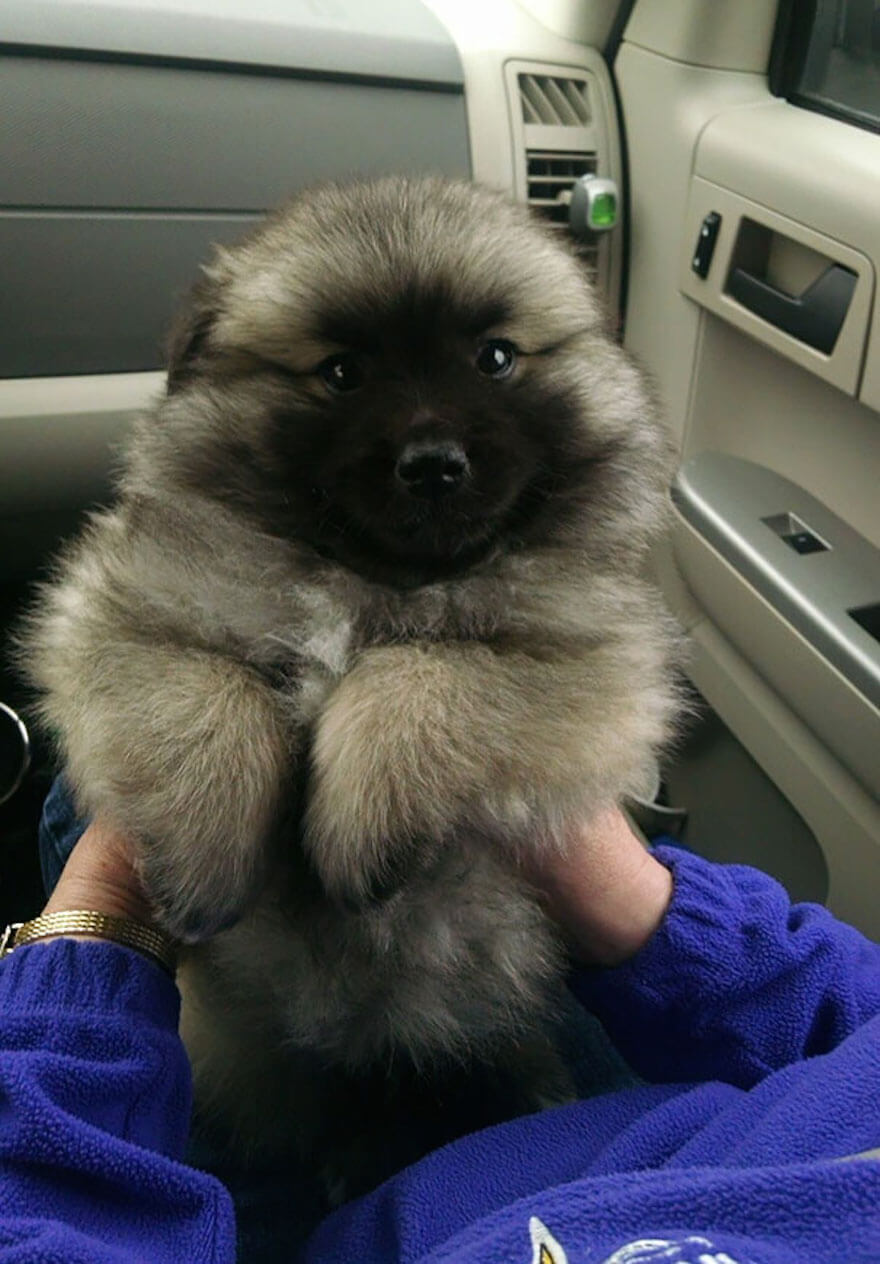 27 Chubby Puppies That Look Like Teddy Bears And Just Won Life