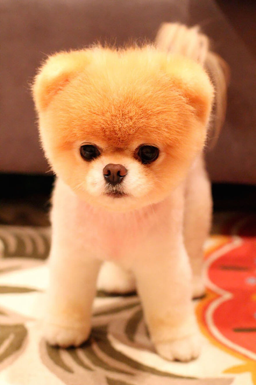 27 Chubby Puppies That Look Like Teddy Bears And Just Won Life