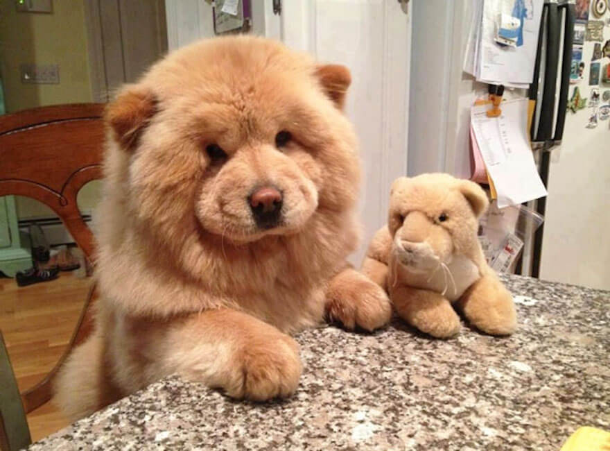 chubby puppies bumbling plush