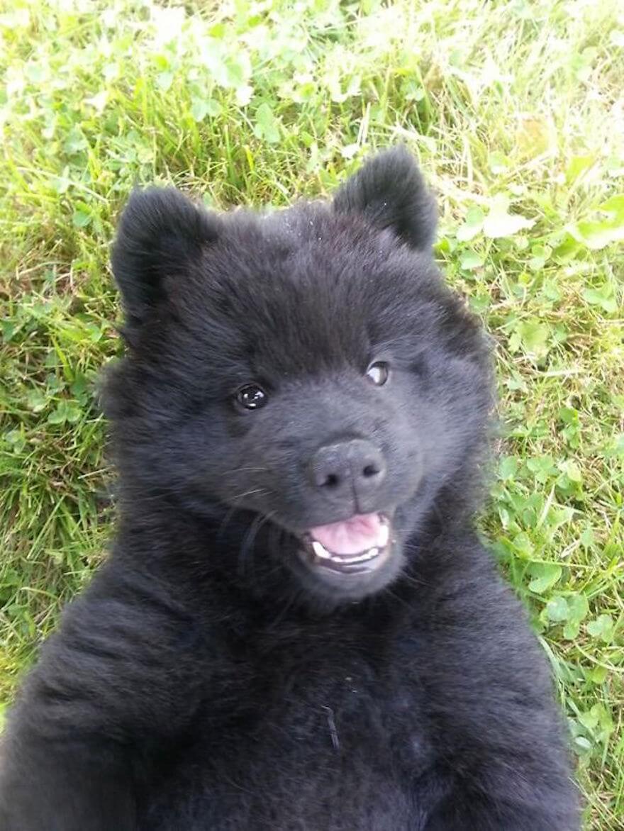 white dog that looks like a teddy bear