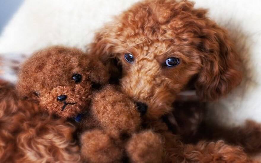 brown teddy dog