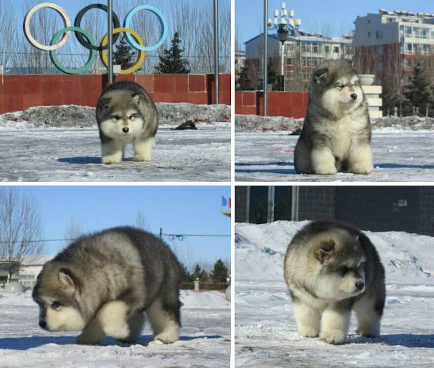 chubby puppies 2 (1)