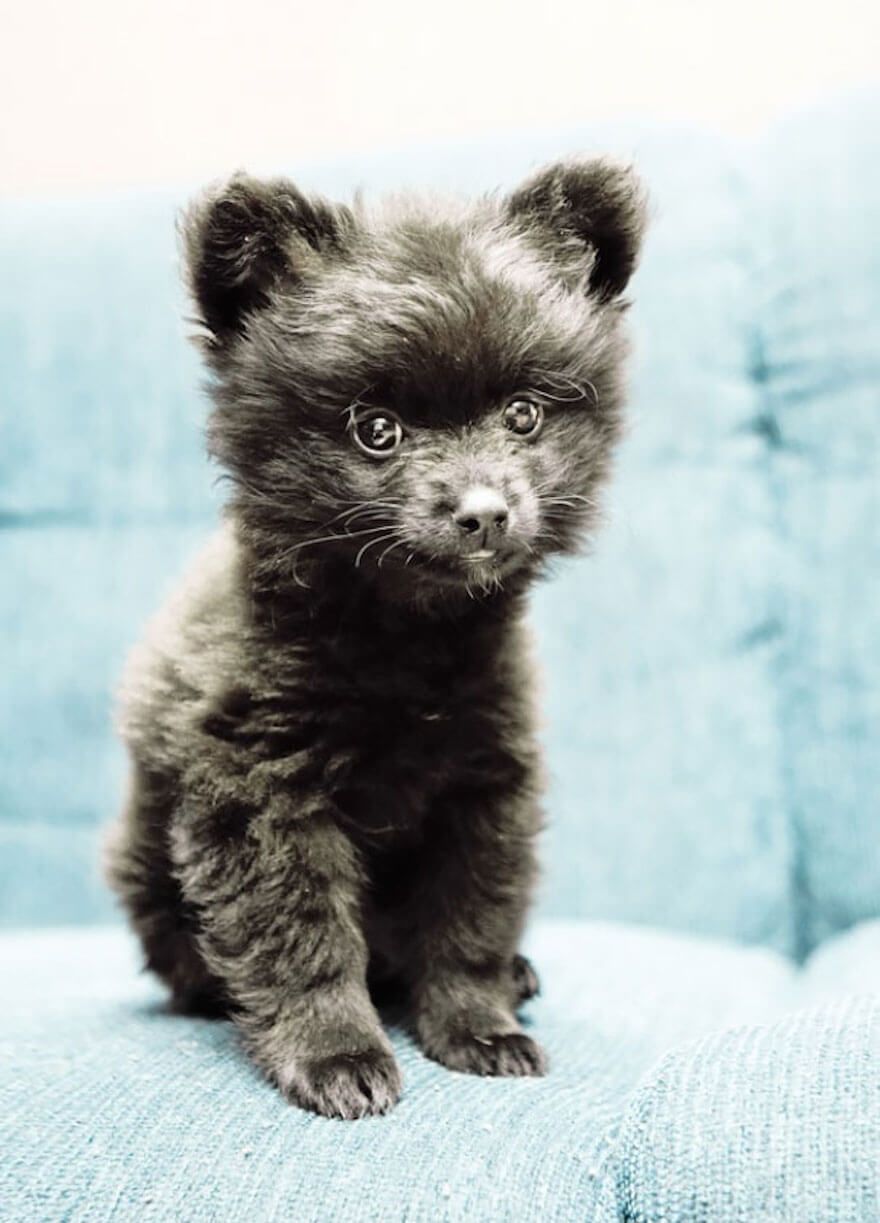 27 Chubby Puppies That Look Like Teddy Bears And Just Won Life