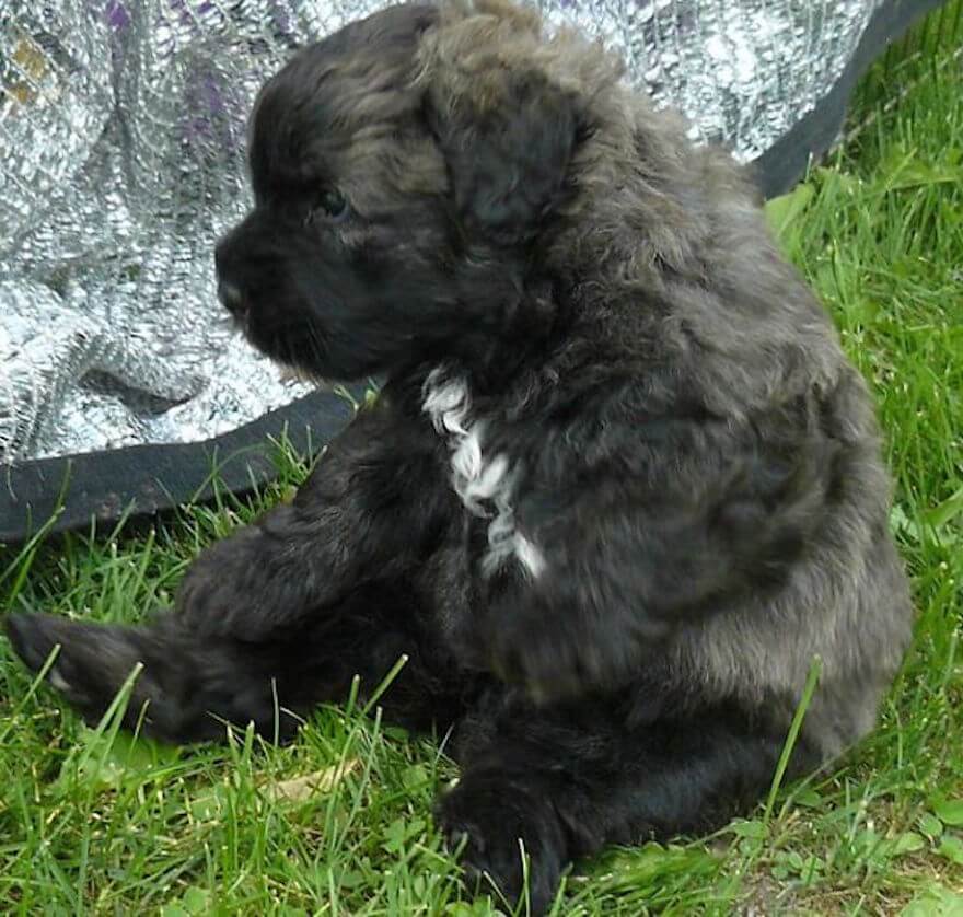 27 Chubby Puppies That Look Like Teddy Bears And Just Won Life