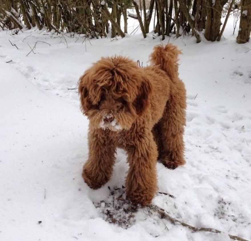 27 Chubby Puppies That Look Like Teddy Bears And Just Won Life