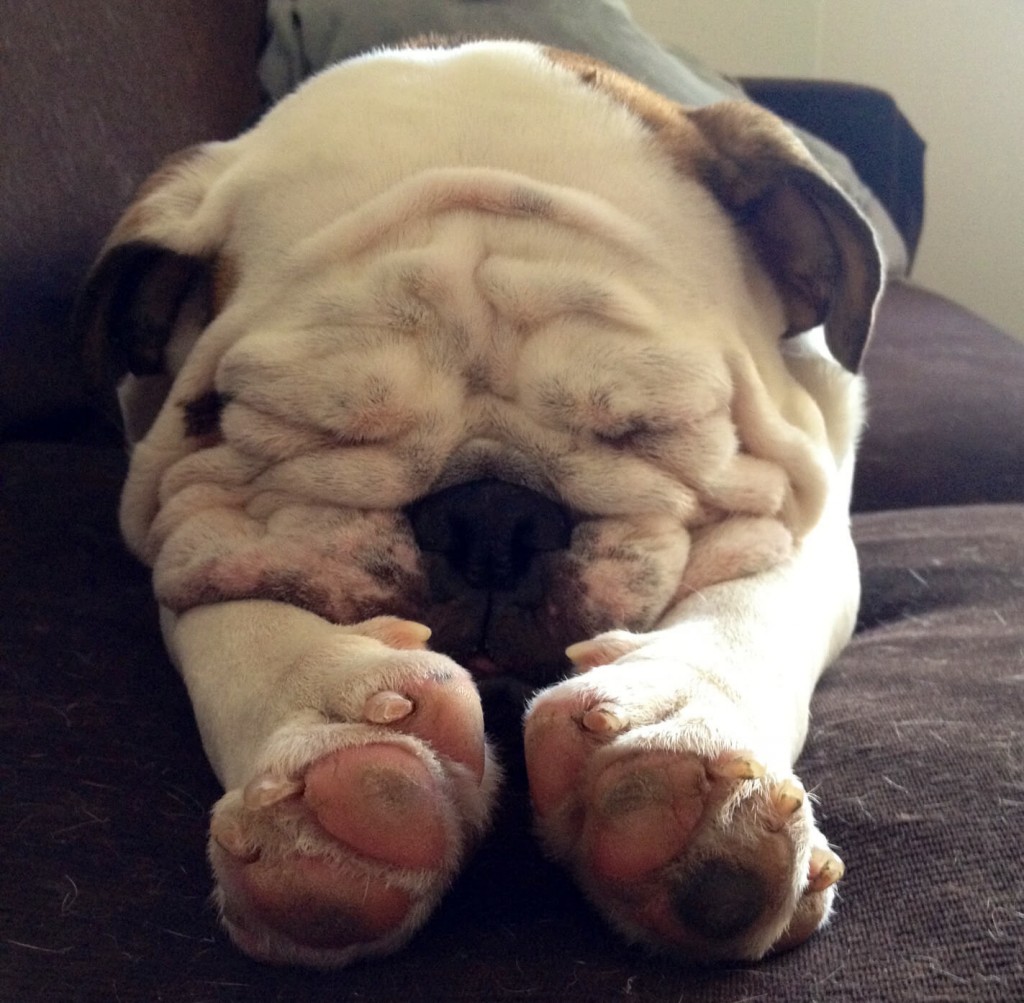 27 Chubby Puppies That Look Like Teddy Bears And Just Won Life