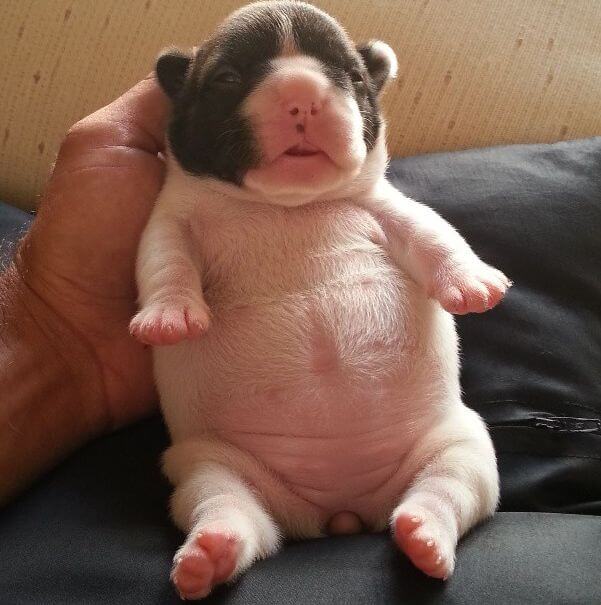 chubby puppies 30 (1)