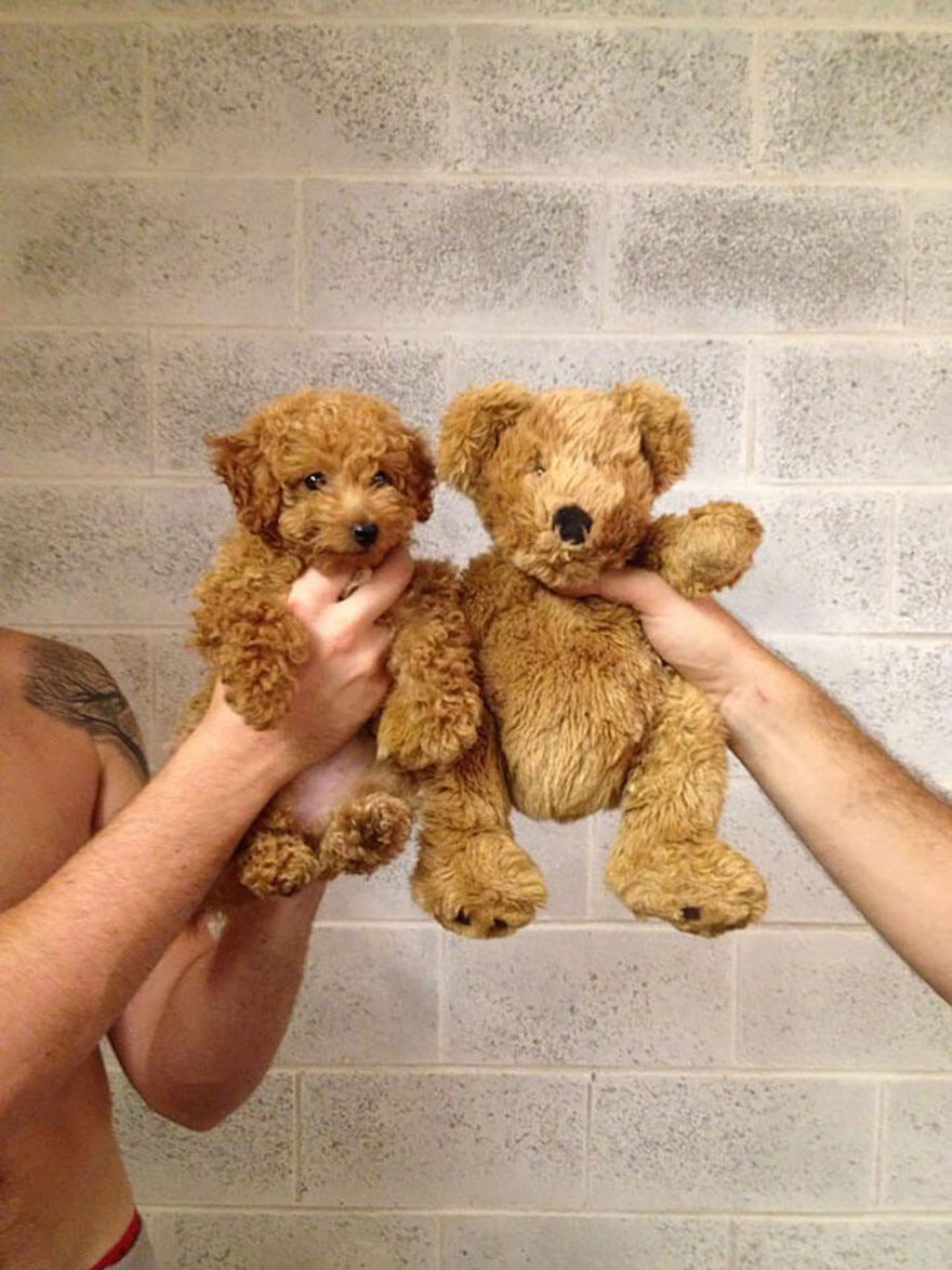 27 Chubby Puppies That Look Like Teddy Bears And Just Won Life